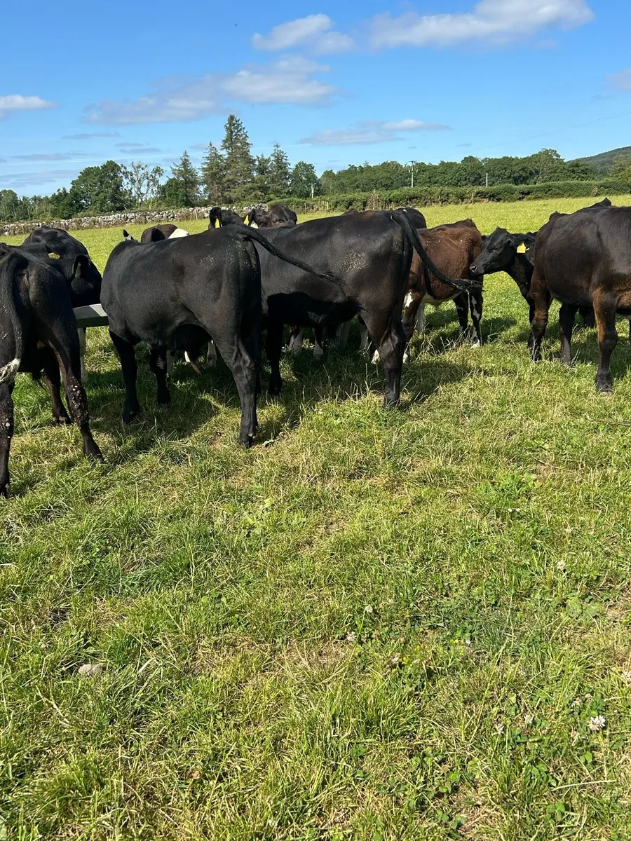 Super strong bull runners - Image 2