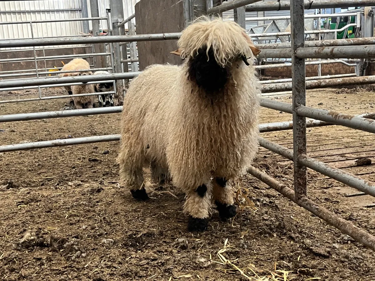 Purebred Valais black Ram and Hogget - Image 2