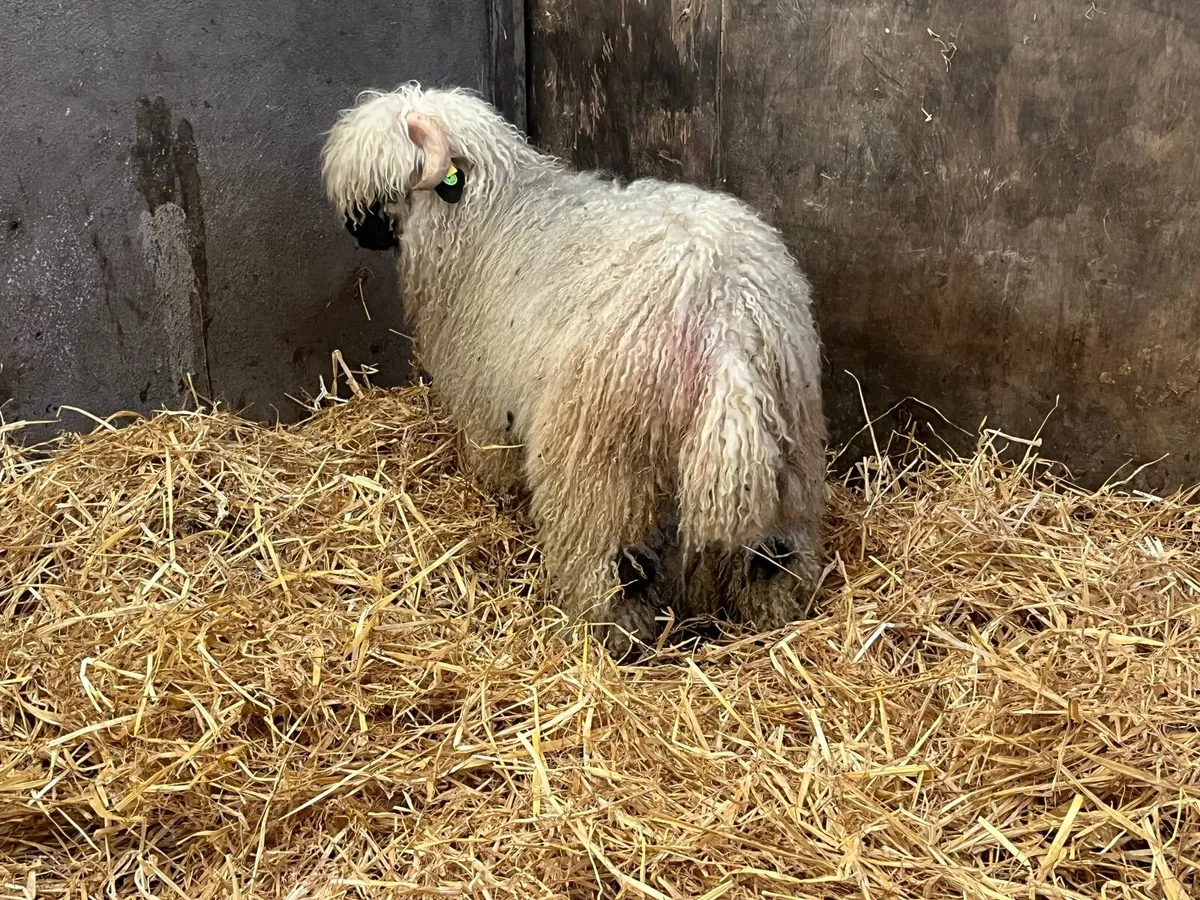 Purebred Valais black Ram and Hogget - Image 3