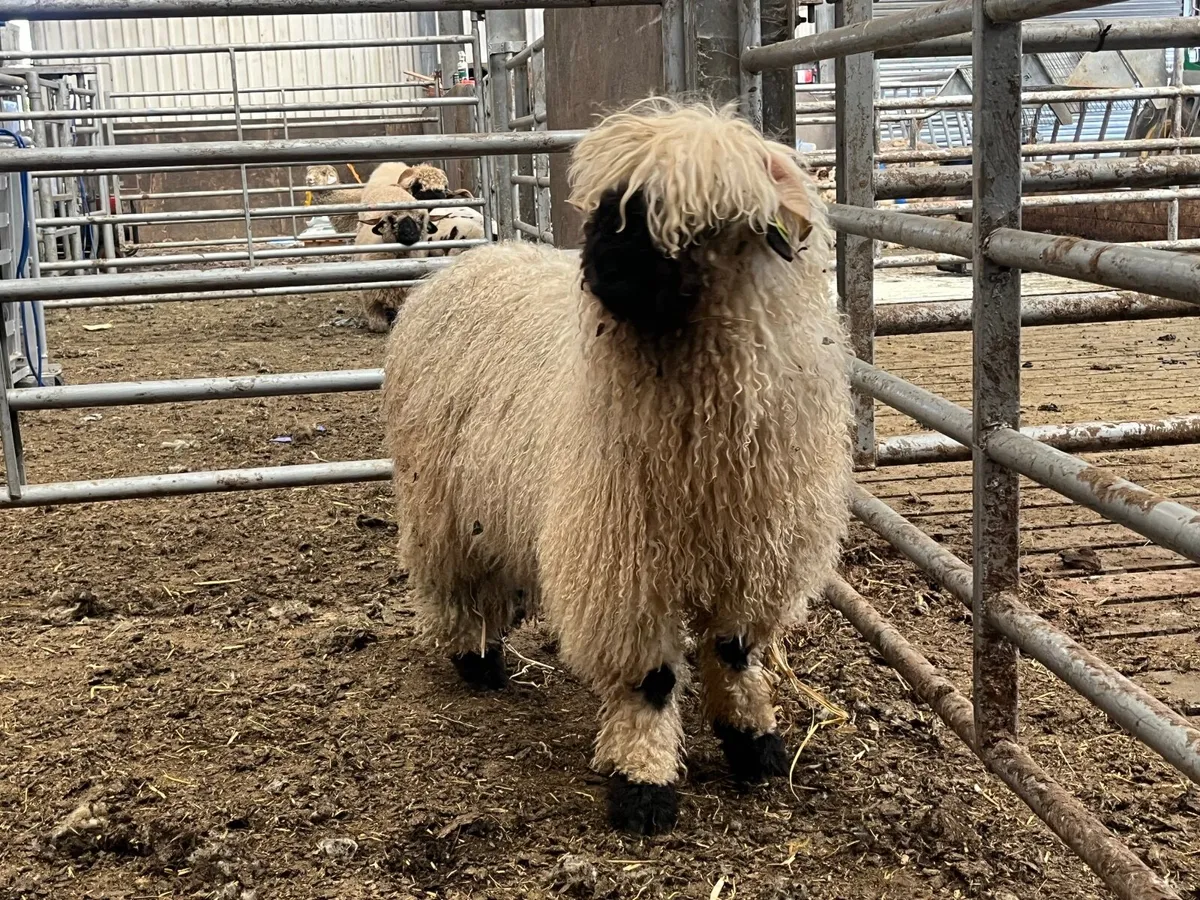 Purebred Valais black Ram and Hogget - Image 1