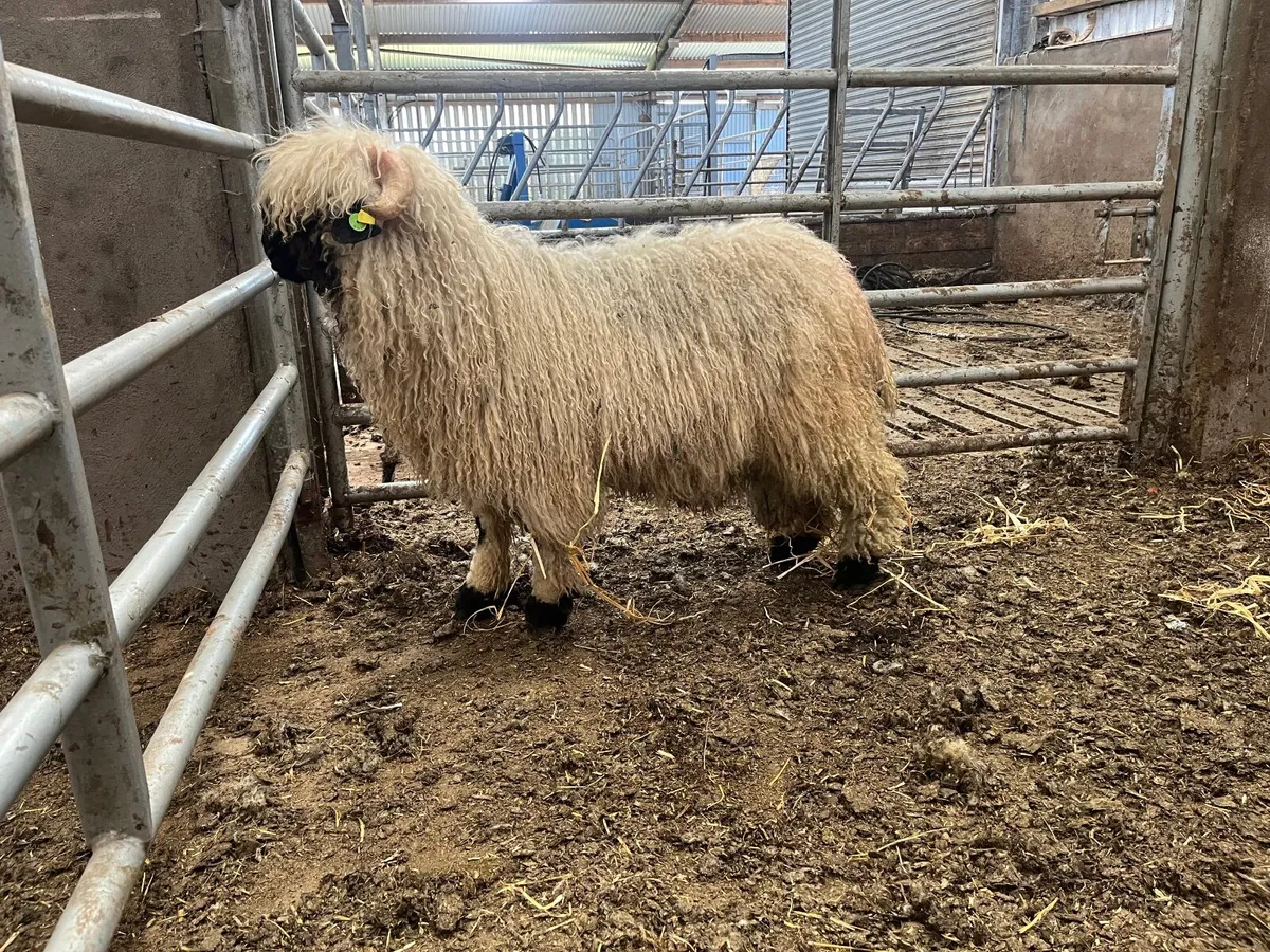 Purebred Valais black Ram and Hogget - Image 4