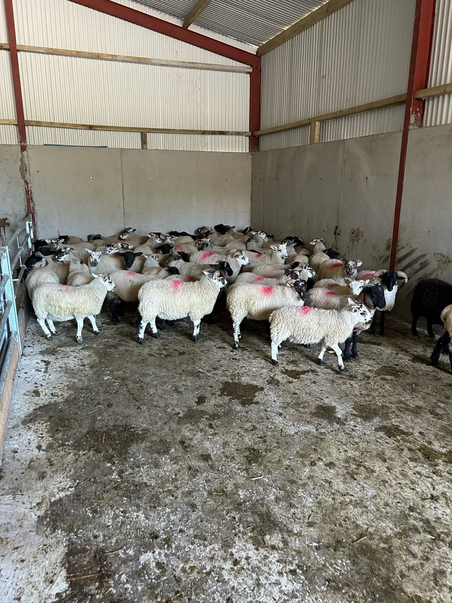 Store lambs - Image 3