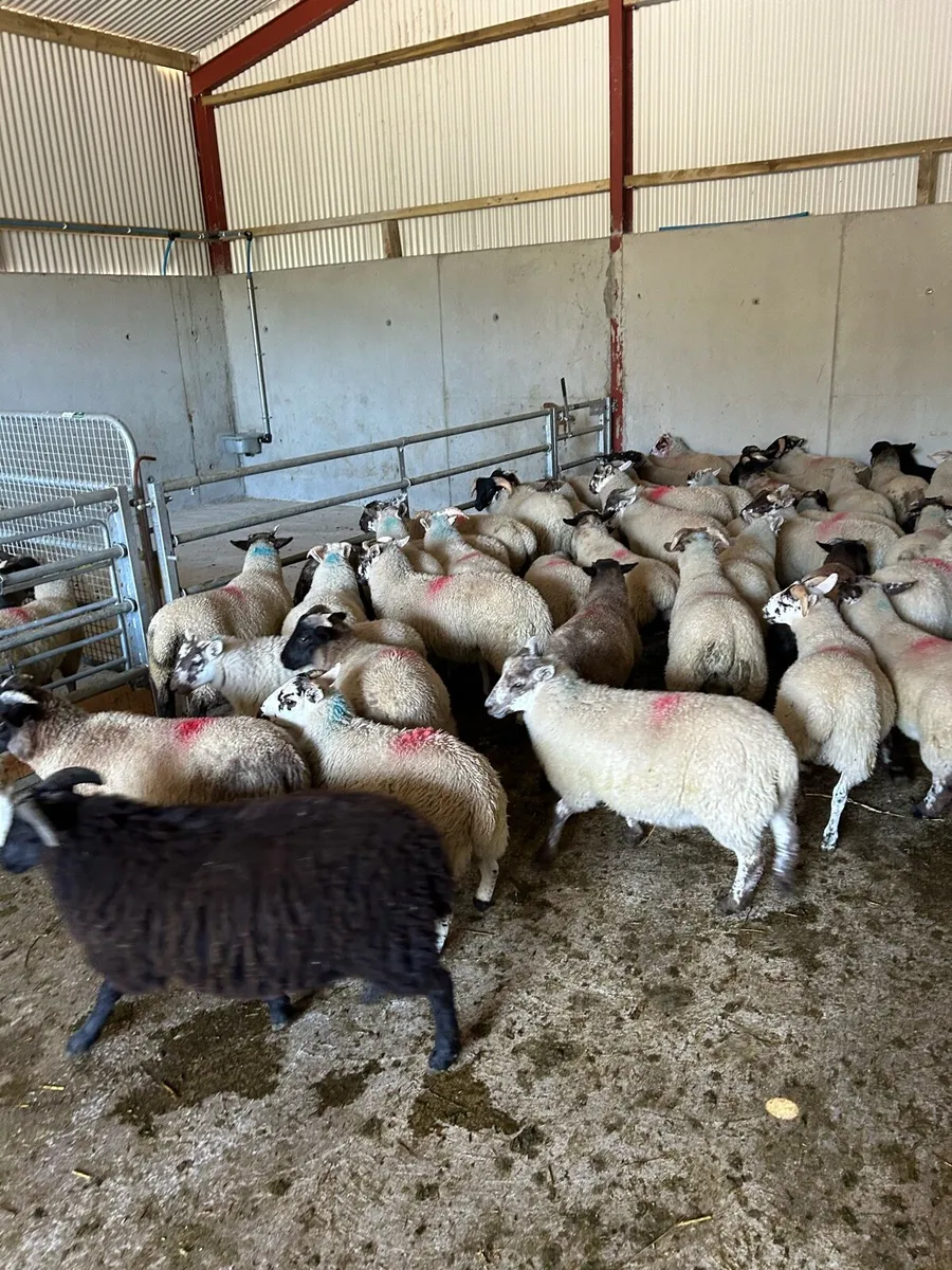 Store lambs - Image 4