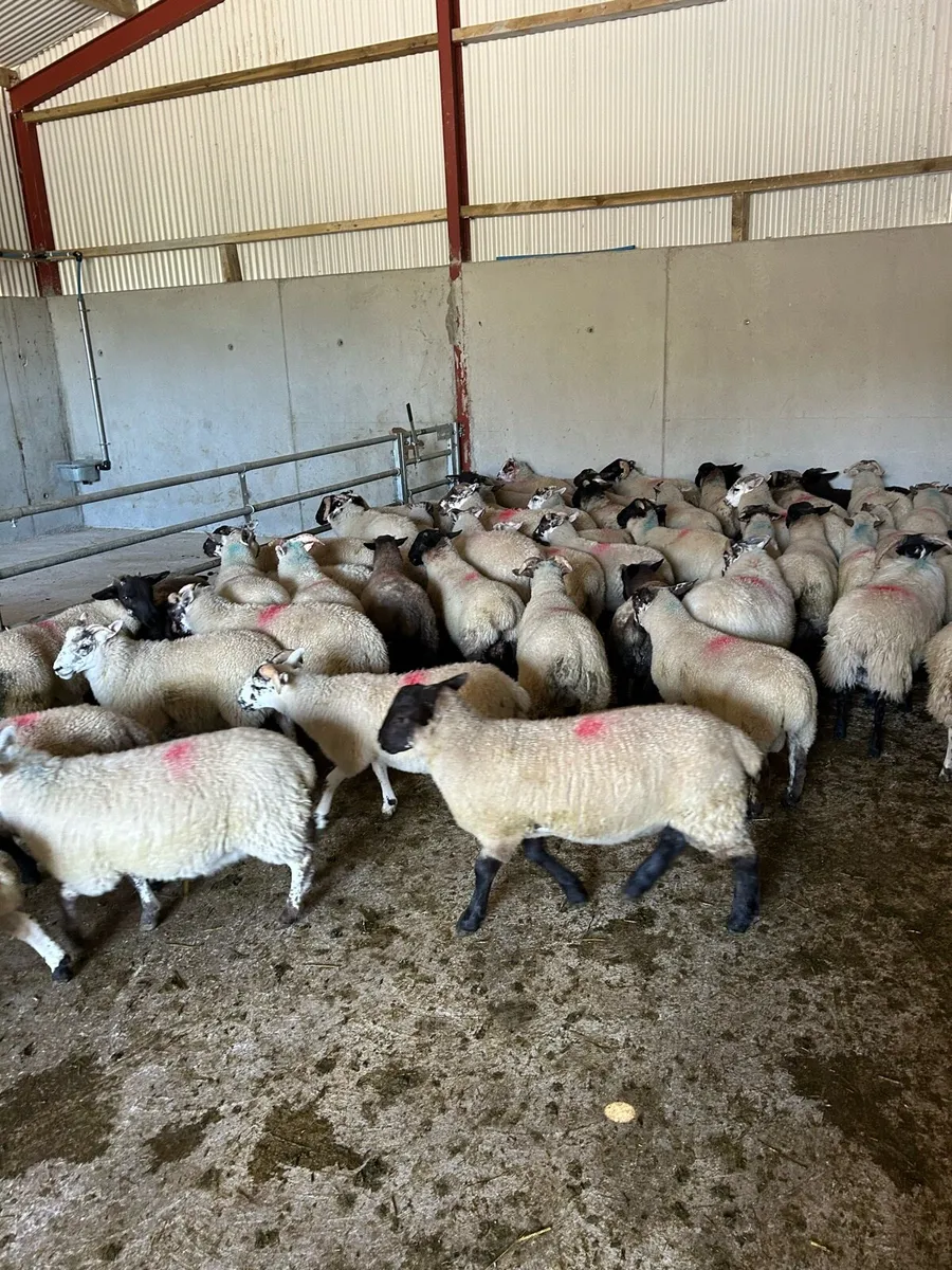 Store lambs - Image 1