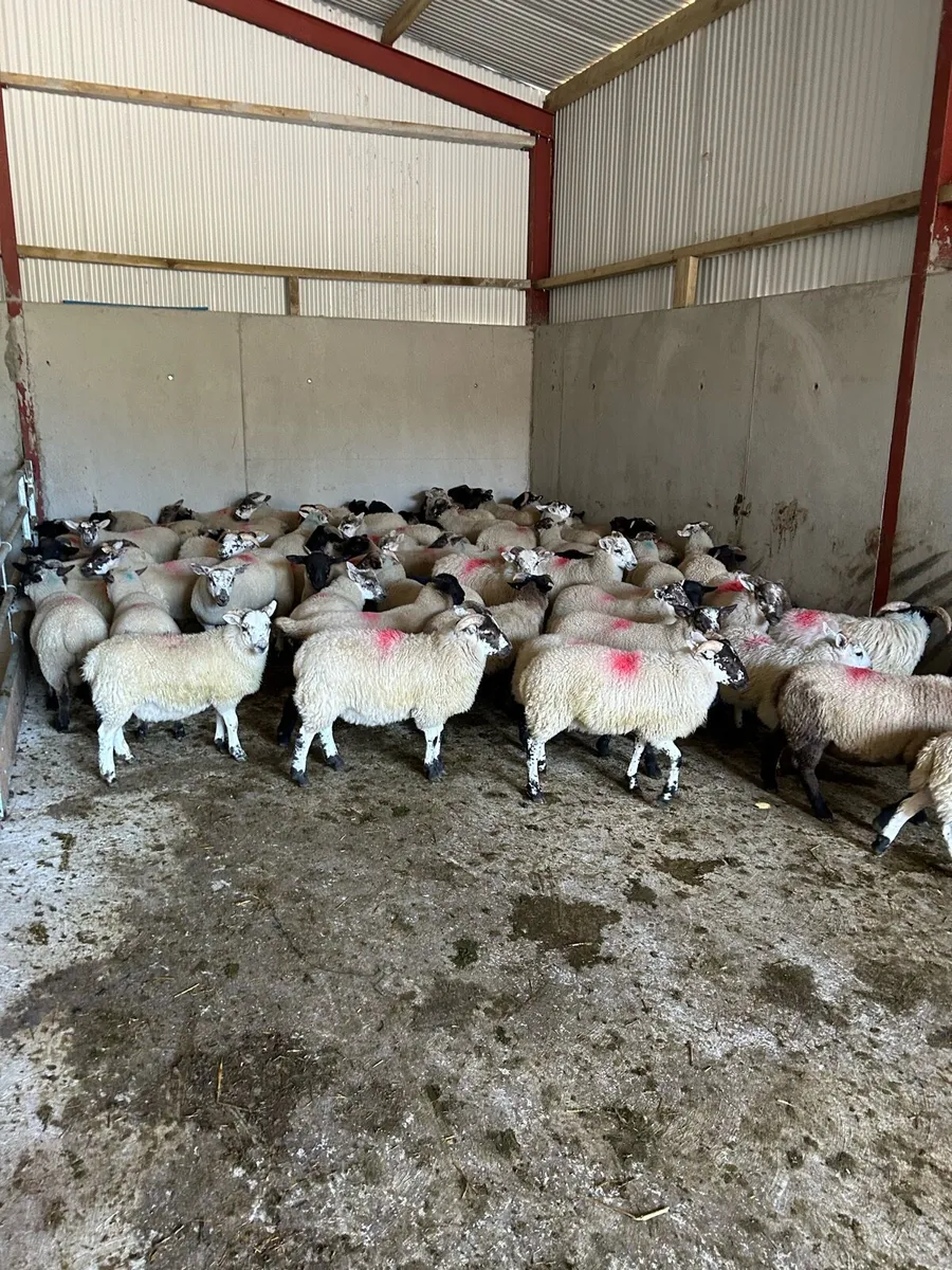 Store lambs - Image 2