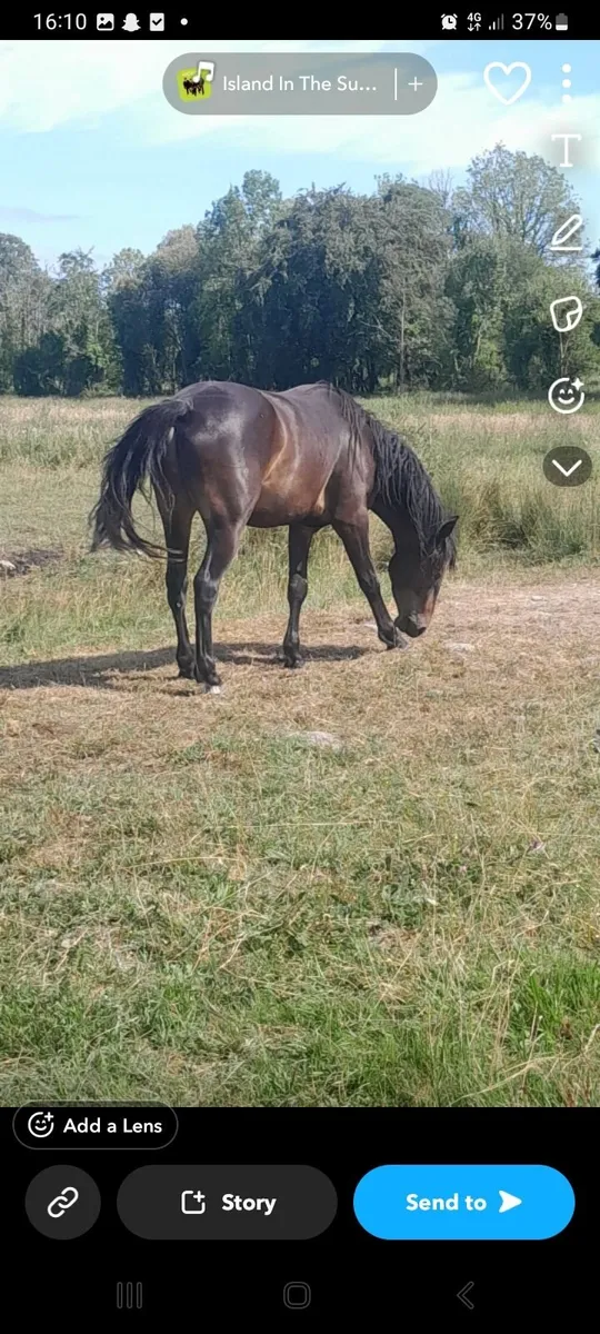 Gelding - Image 4