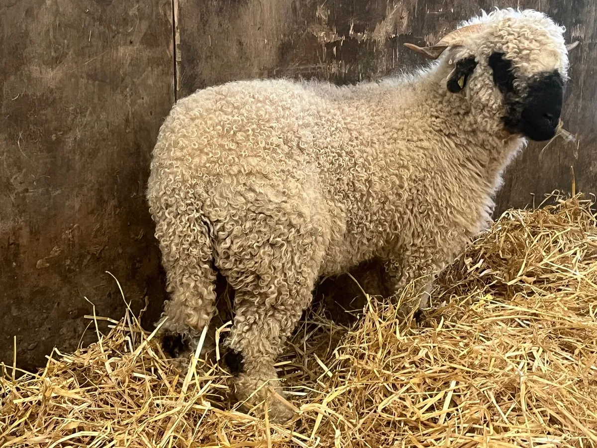 Purebred Valais black Hogget Ewe - Image 2