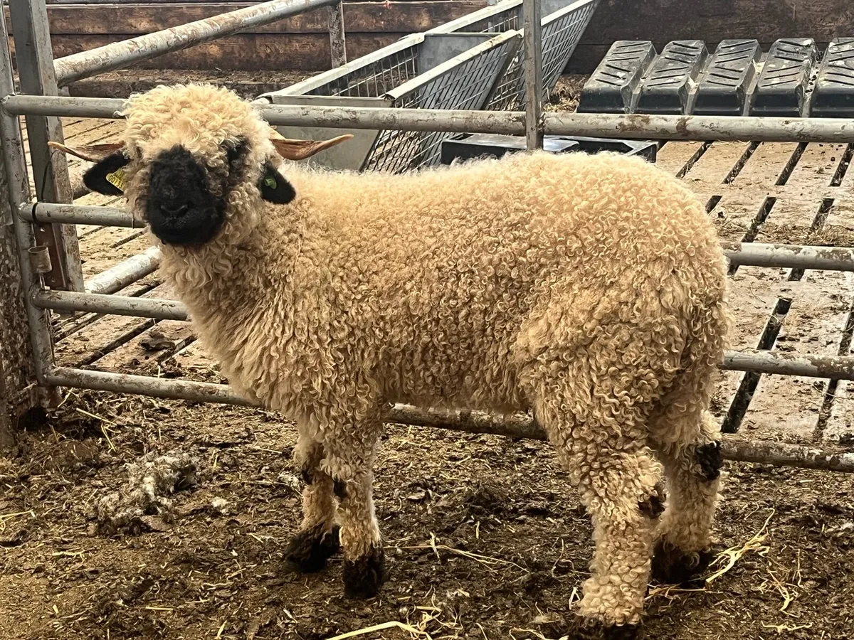 Purebred Valais black Hogget Ewe - Image 3