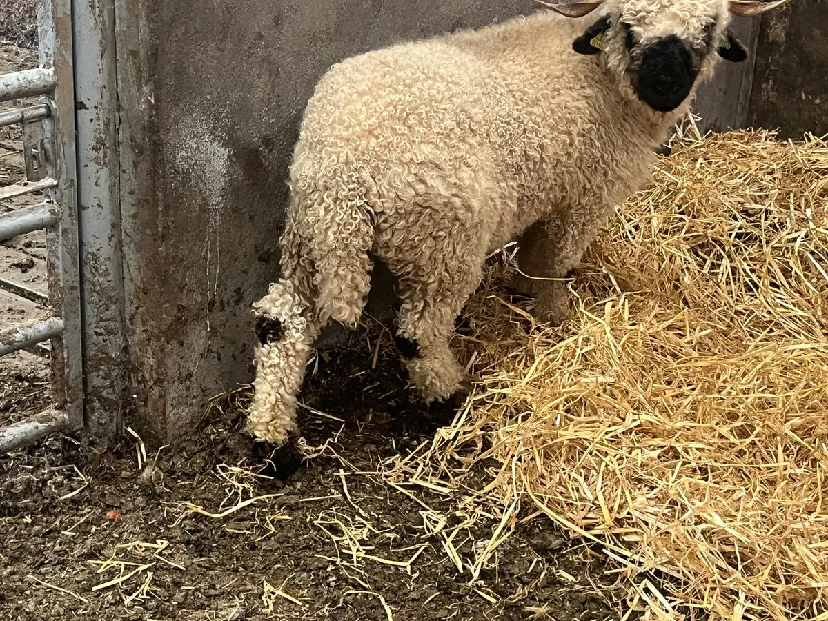 Purebred Valais black Hogget Ewe - Image 4