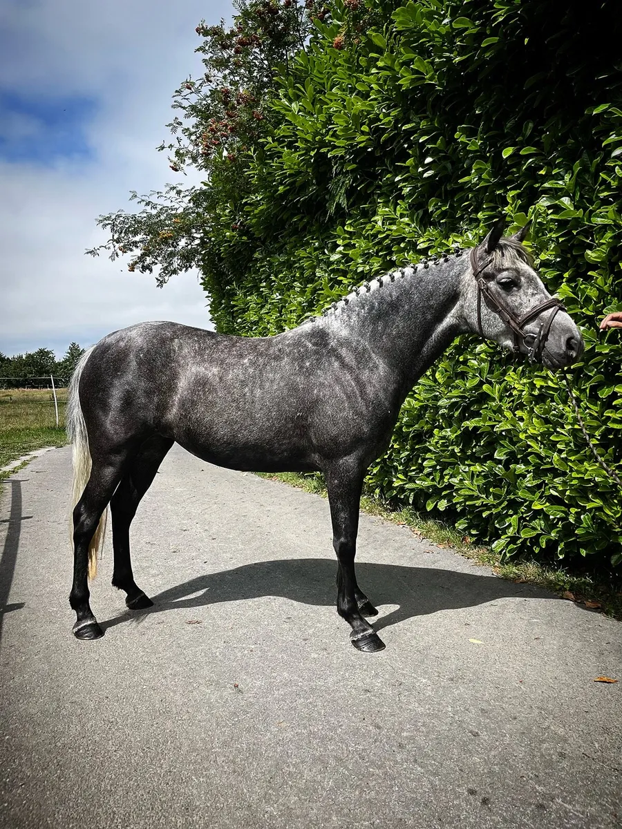 4 year old pony - Image 1