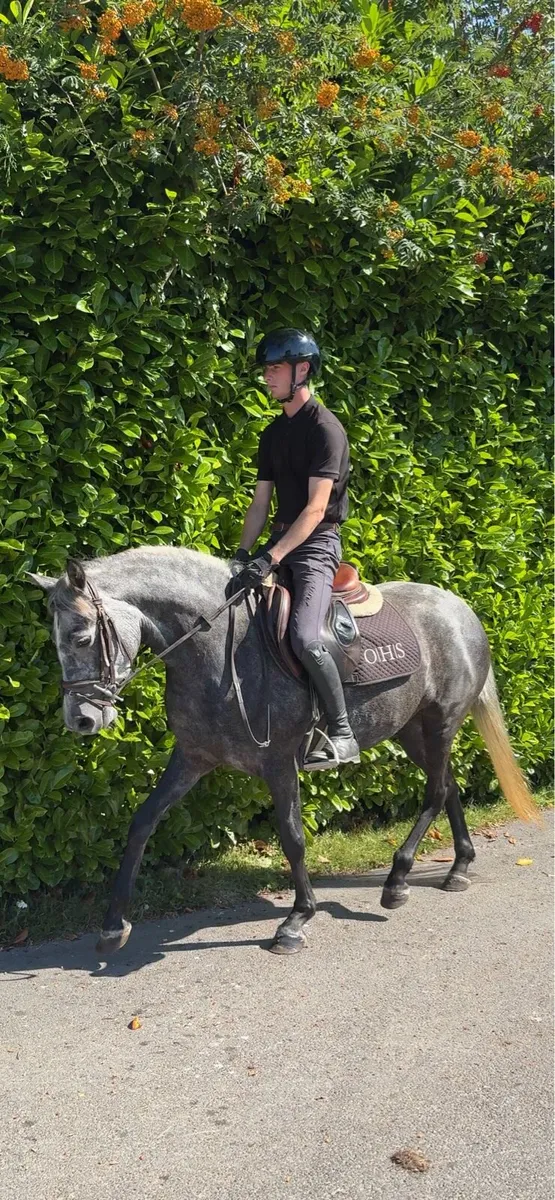 4 year old pony - Image 2