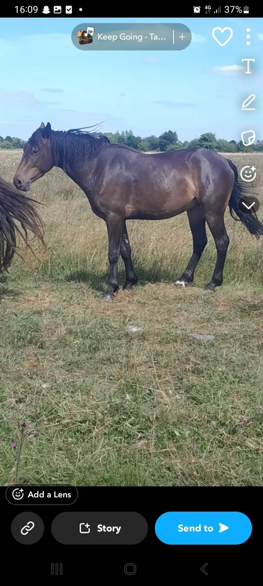 Gelding - Image 1