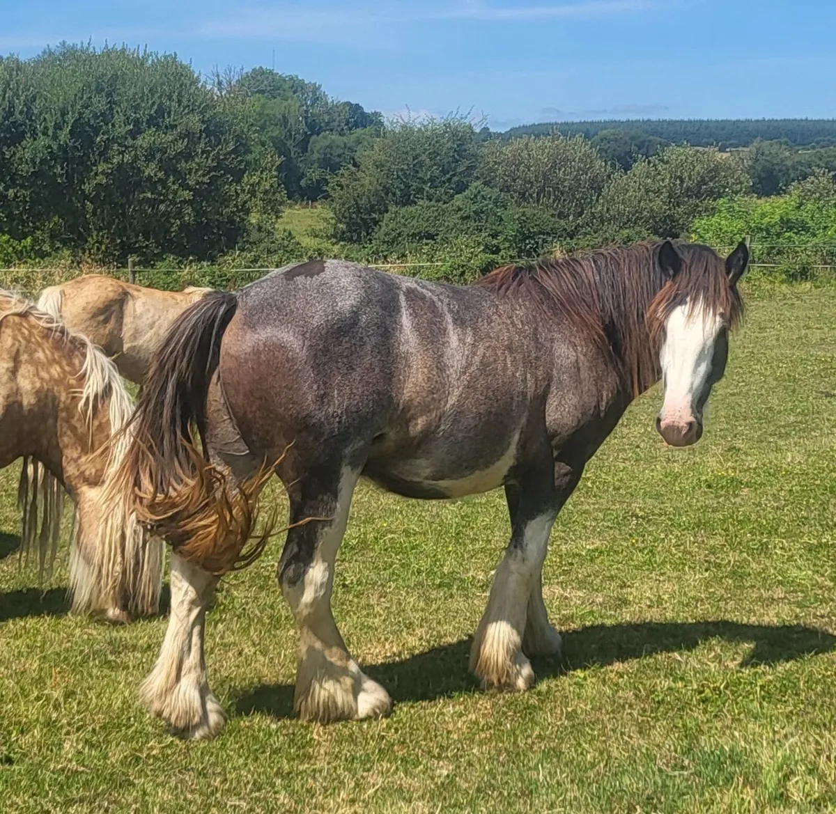 Two 2yr old colts - Image 1