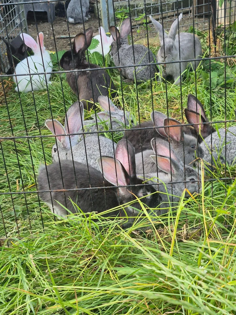 Flemish xNZW rabbits