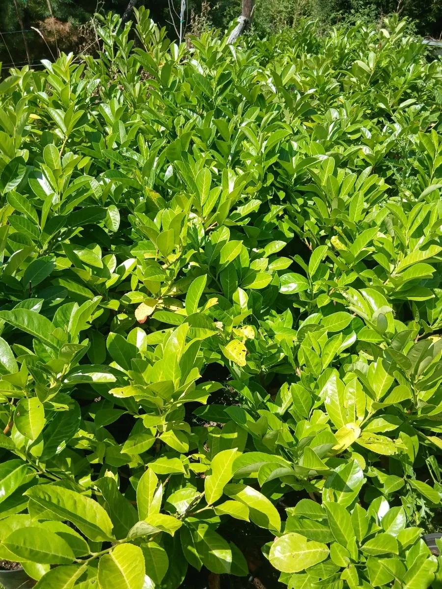Large Laurel Hedging 5 Litre pots €8 each - Image 2