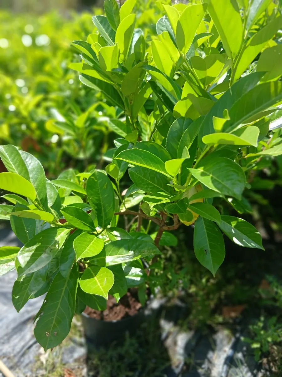 Large Laurel Hedging 5 Litre pots €8 each - Image 4