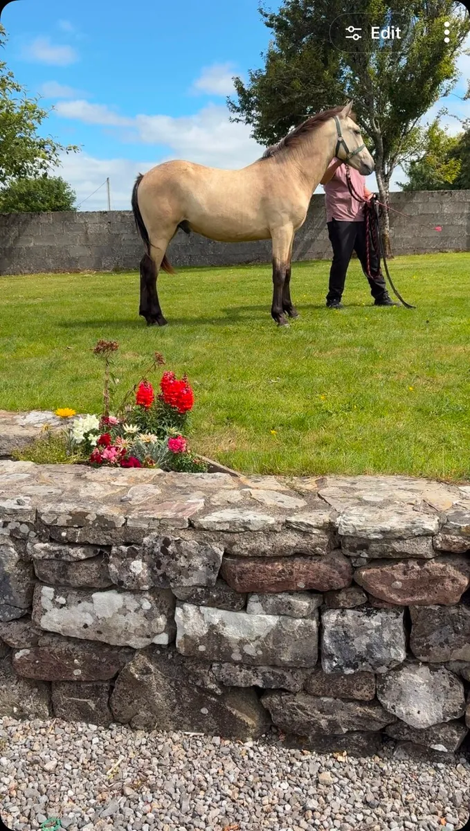 Dun colt - Image 2