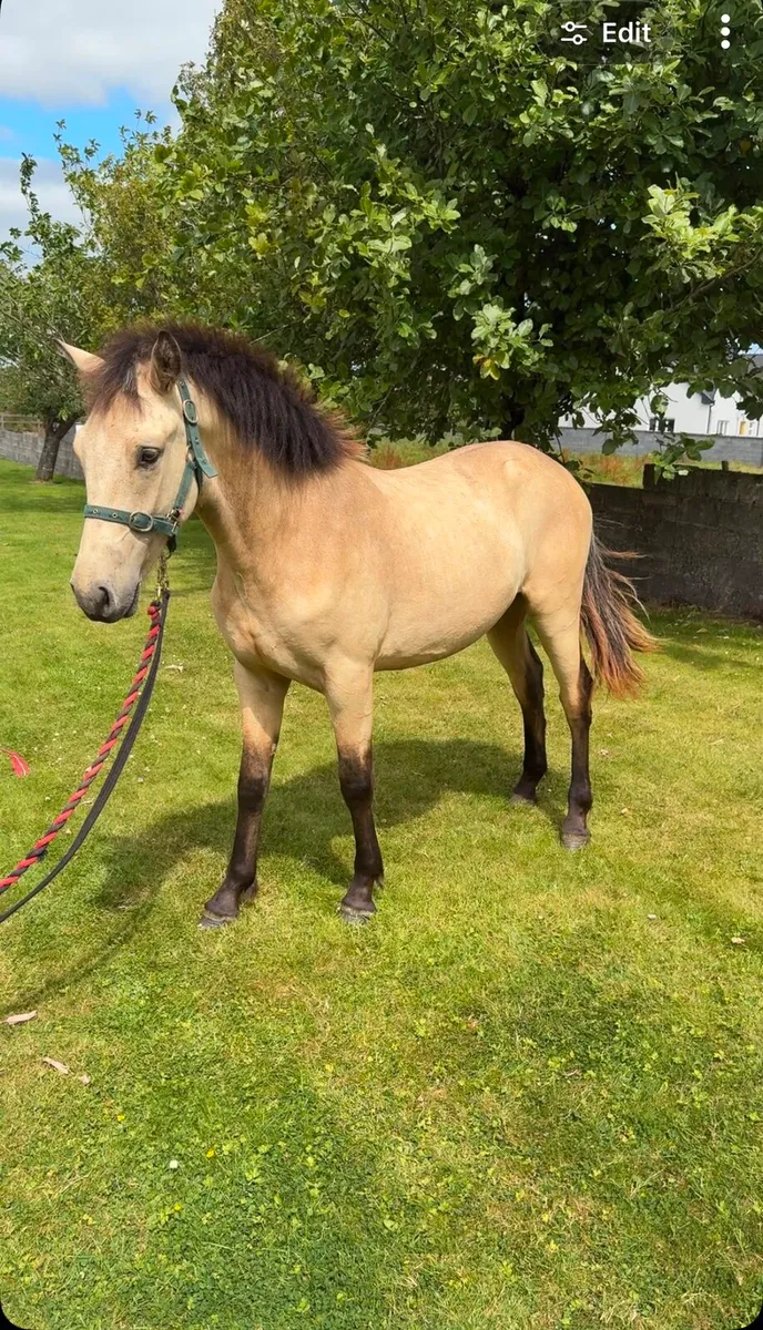 Dun colt - Image 3