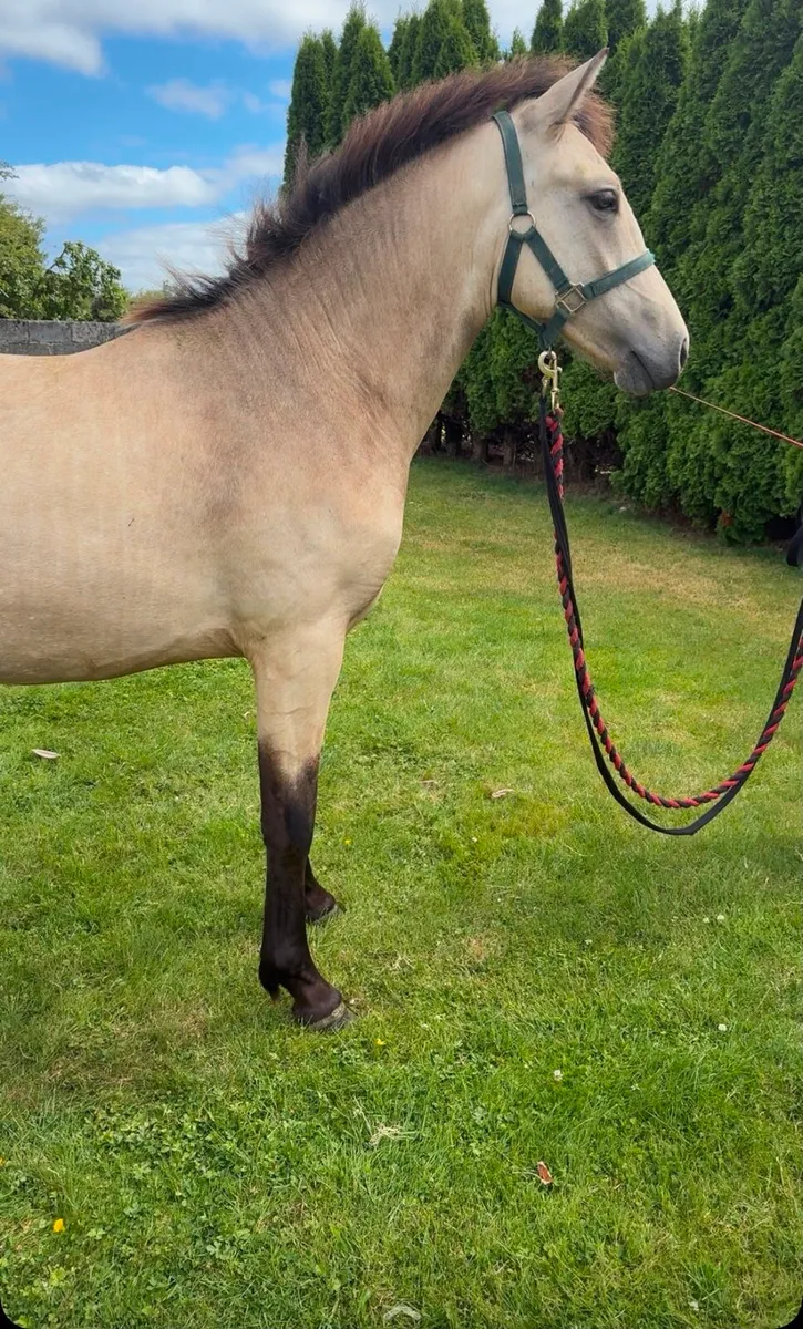 Dun colt - Image 4