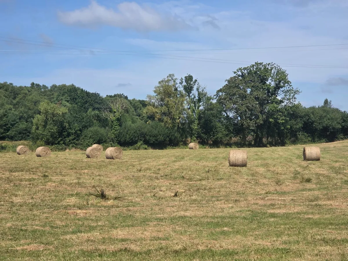 12 bales of Top class Rushes - Image 2