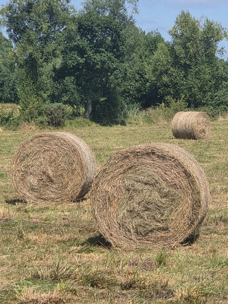 12 bales of Top class Rushes - Image 1