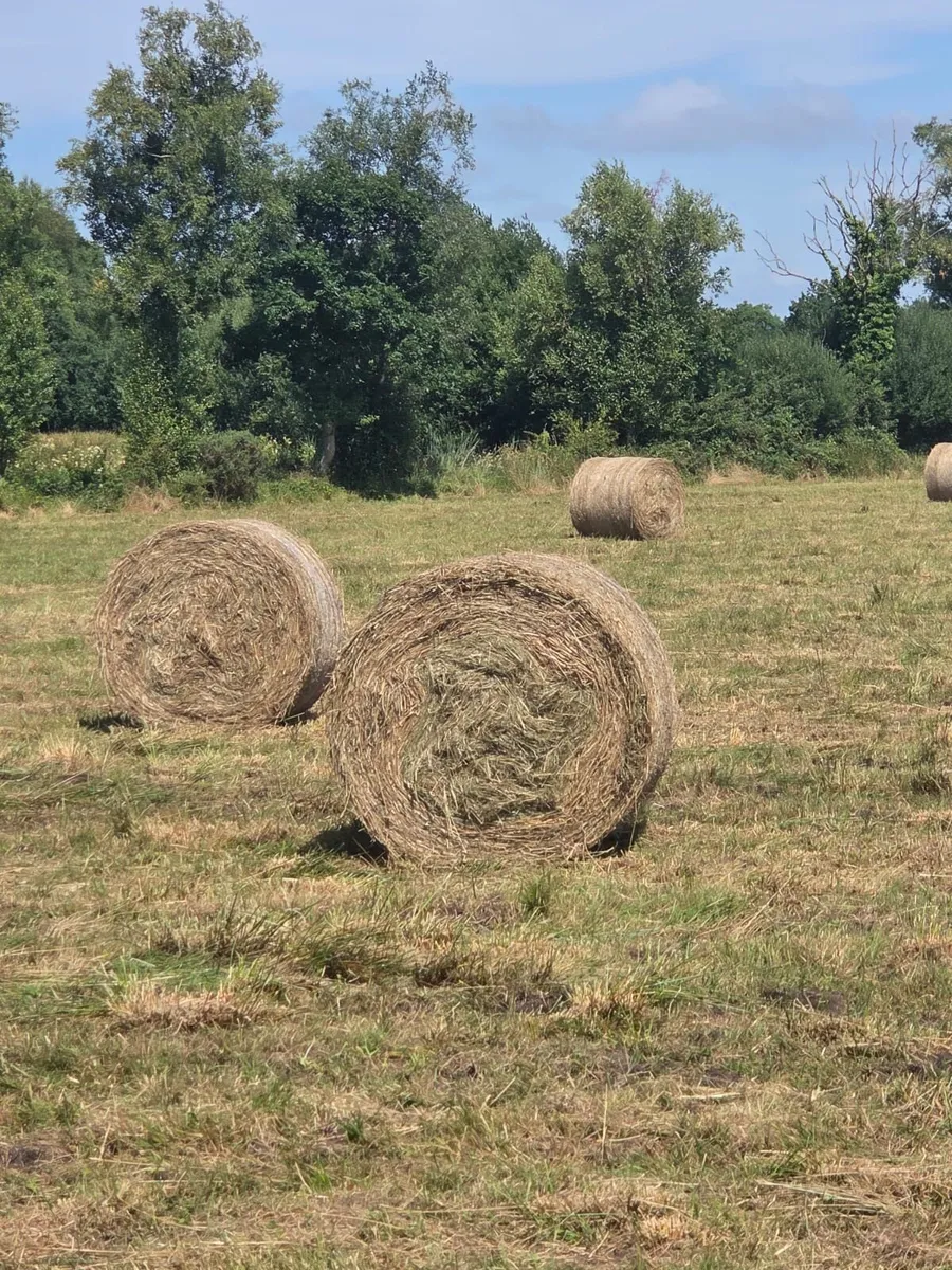 12 bales of Top class Rushes - Image 3