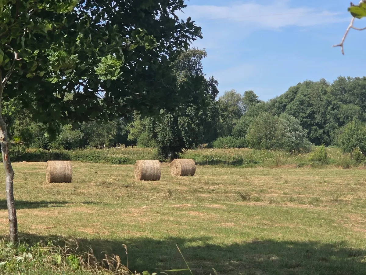 12 bales of Top class Rushes - Image 4