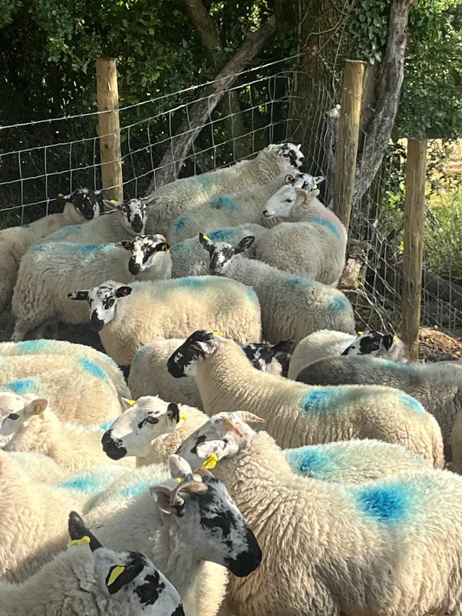 45 super ram lambs - Image 1