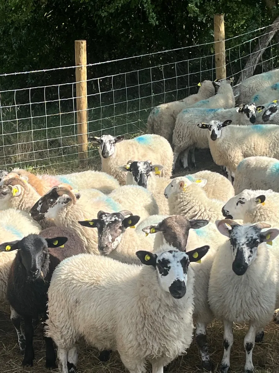 45 super ram lambs - Image 4