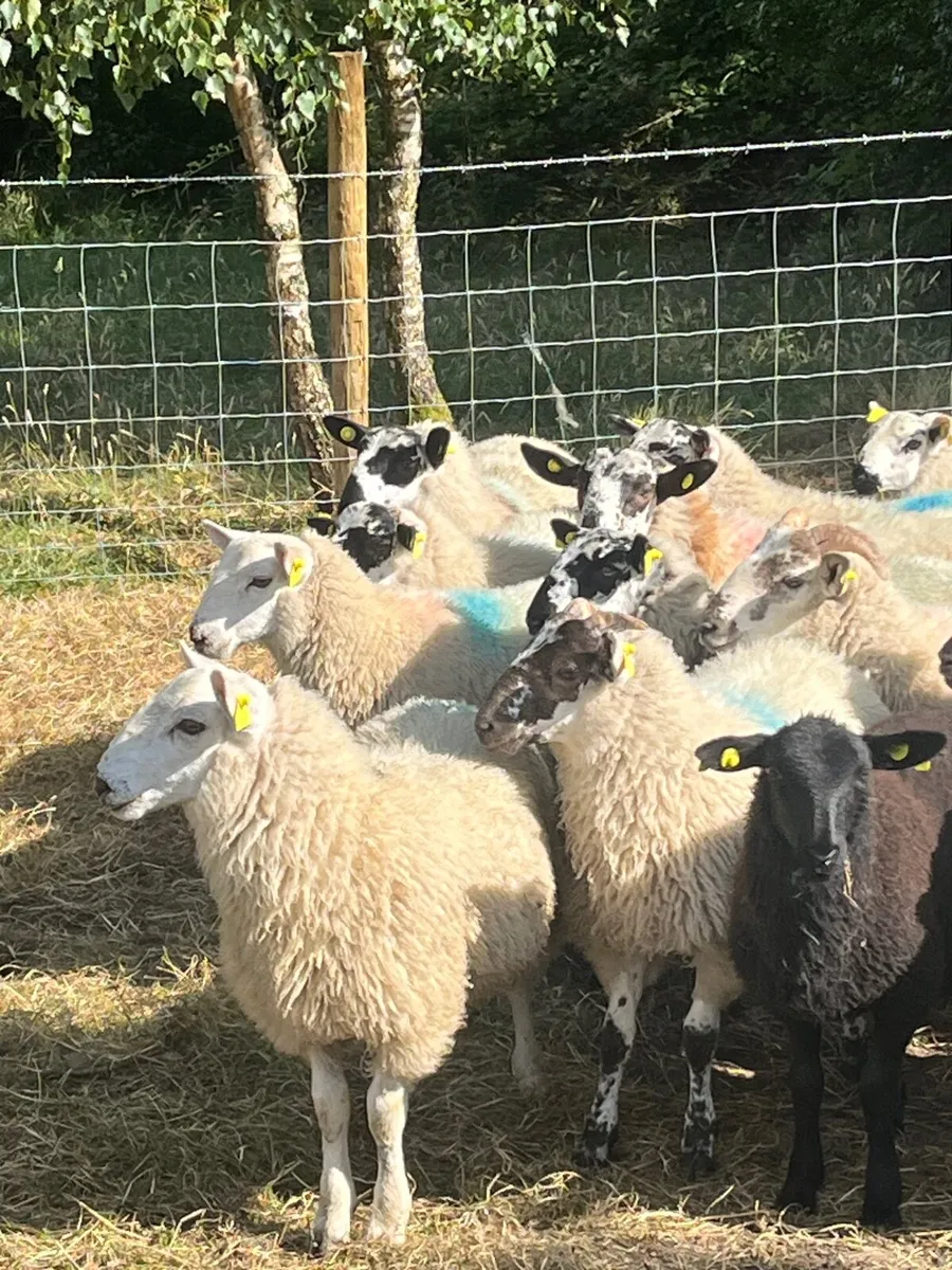 45 super ram lambs - Image 2