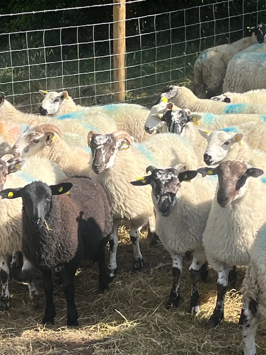 45 super ram lambs - Image 3