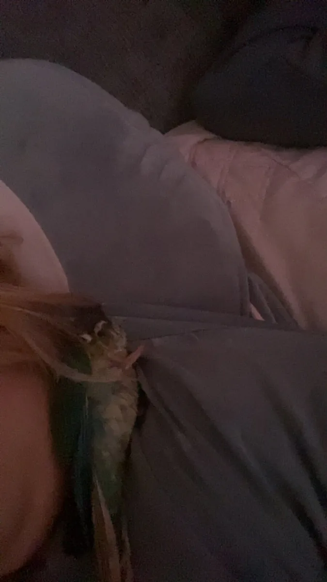 Turquoise conure - Image 2