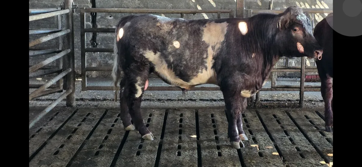 Shorthorn Bull - Image 1