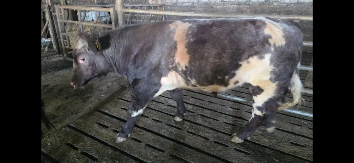 Shorthorn Bull - Image 4