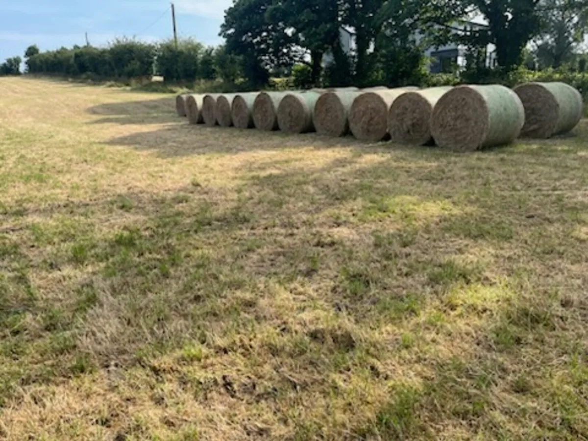 Round bales of hay