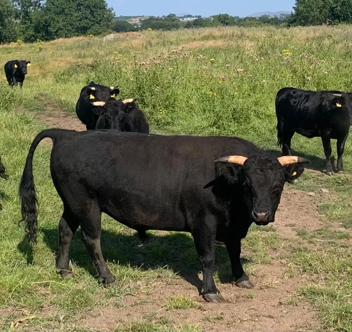 Cow - Image 1