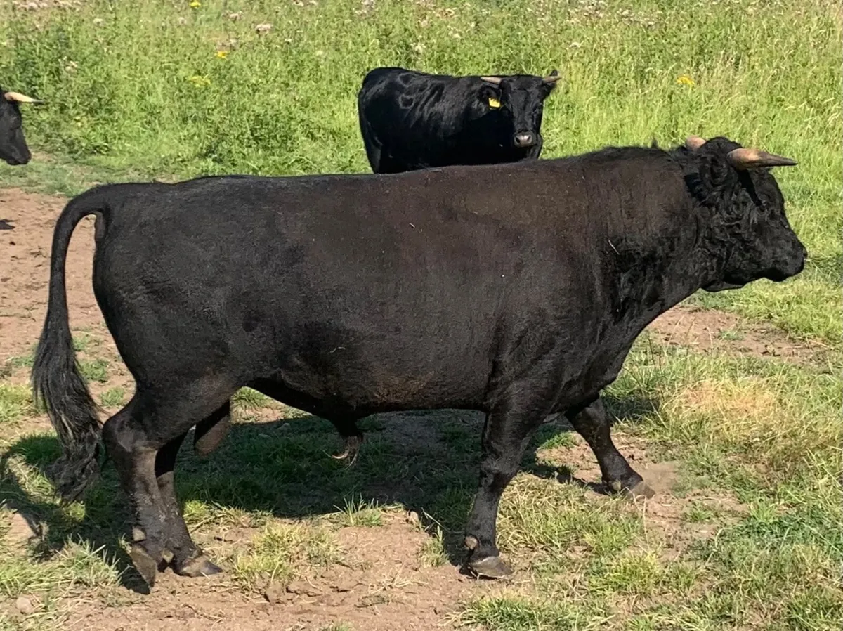 Cow - Image 2