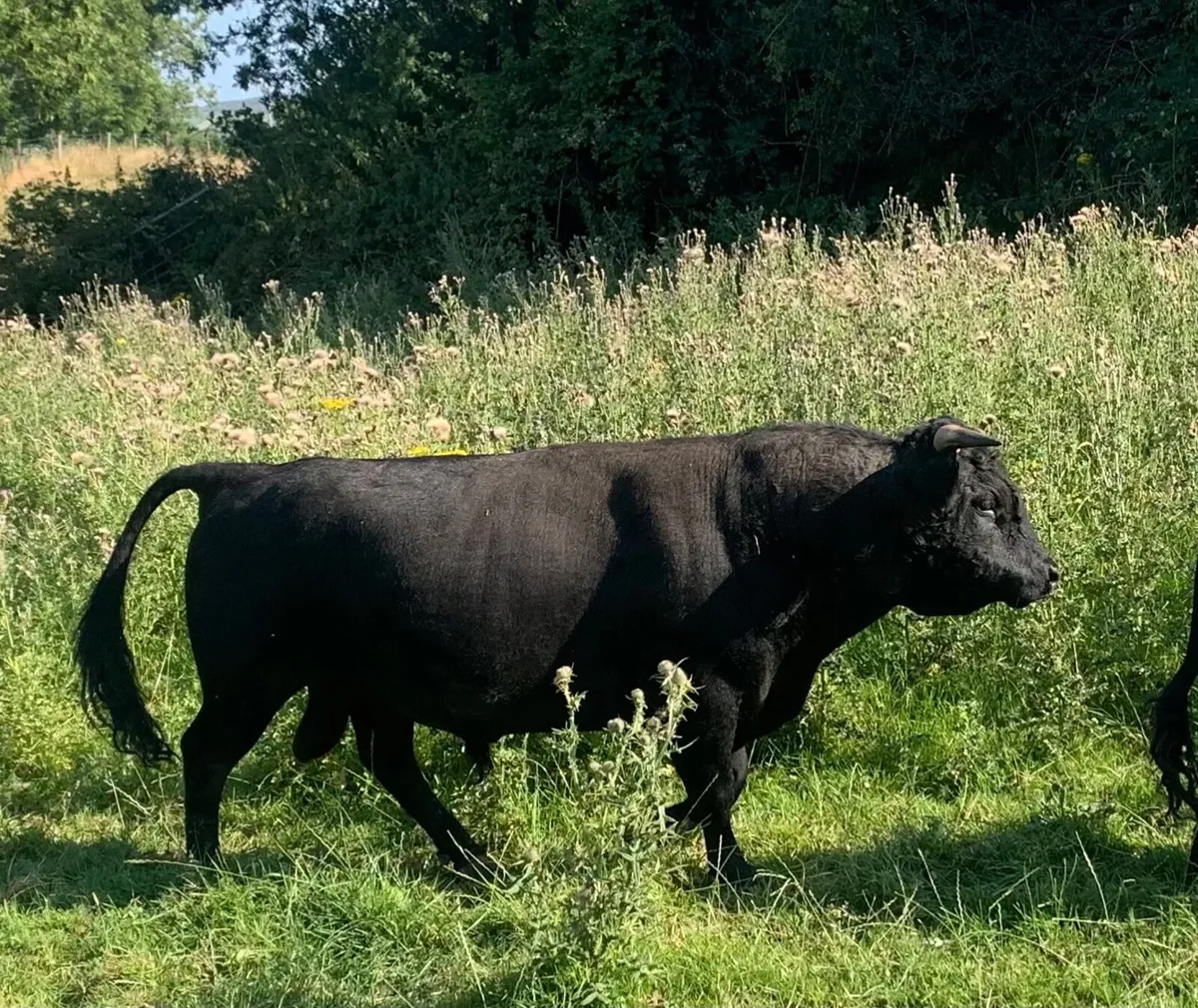 Cow - Image 3