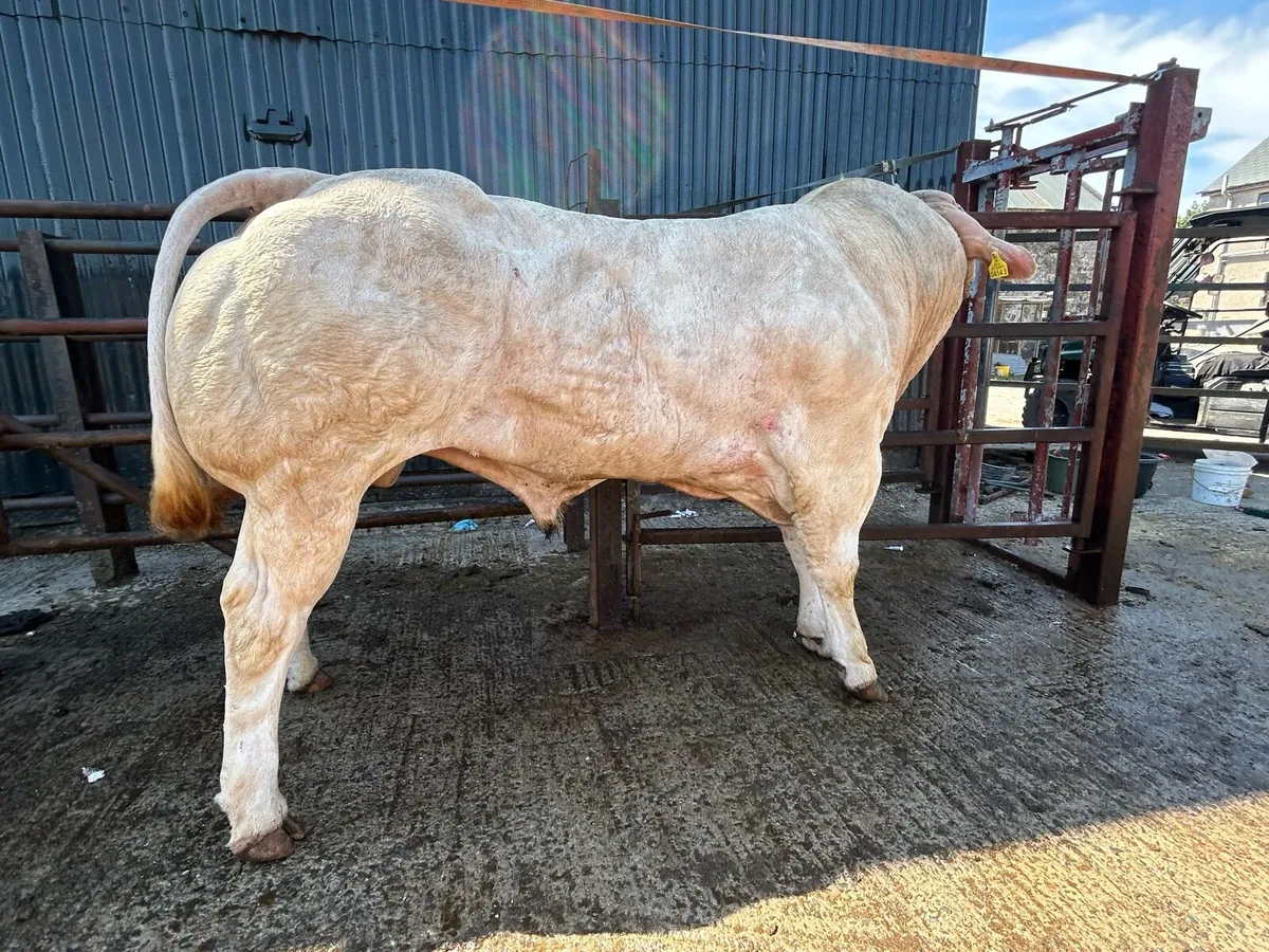 Bulls - Image 2