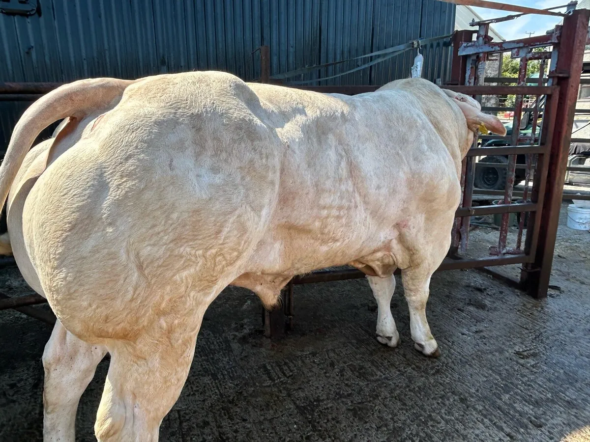 Bulls - Image 4