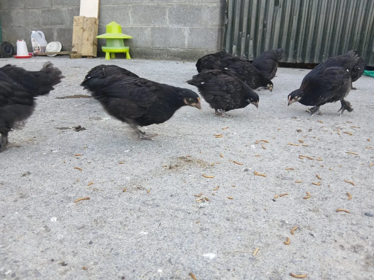 French Copper Marans - Image 2