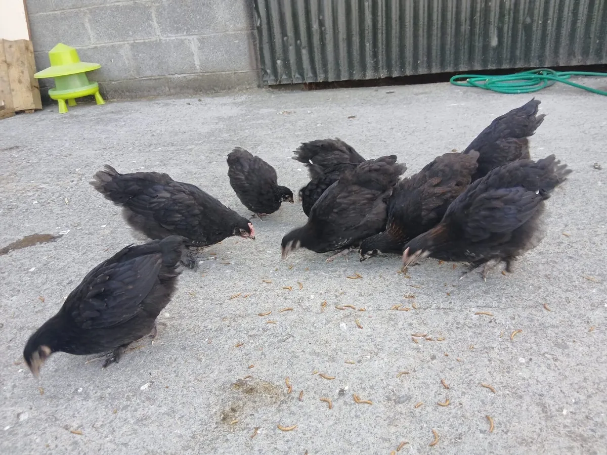 French Copper Marans - Image 1