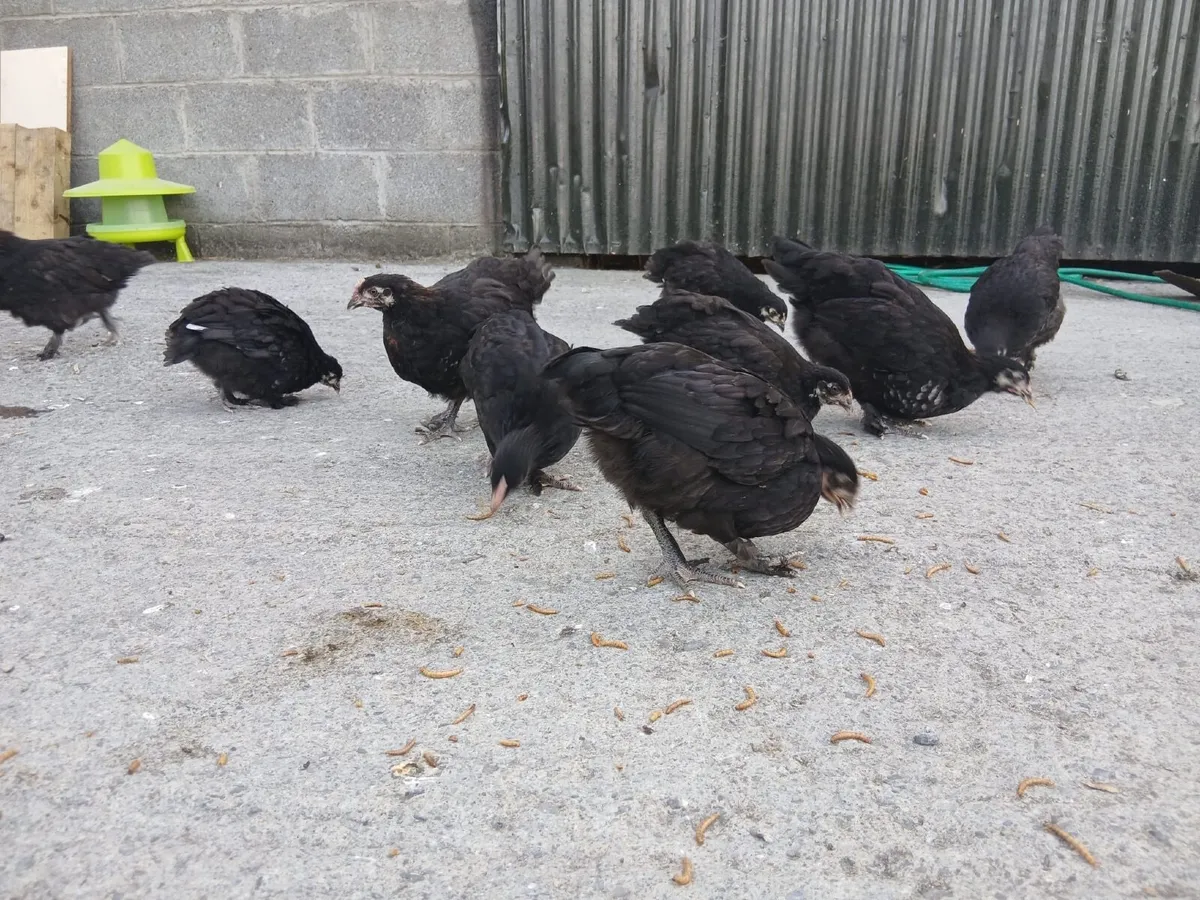 French Copper Marans - Image 3
