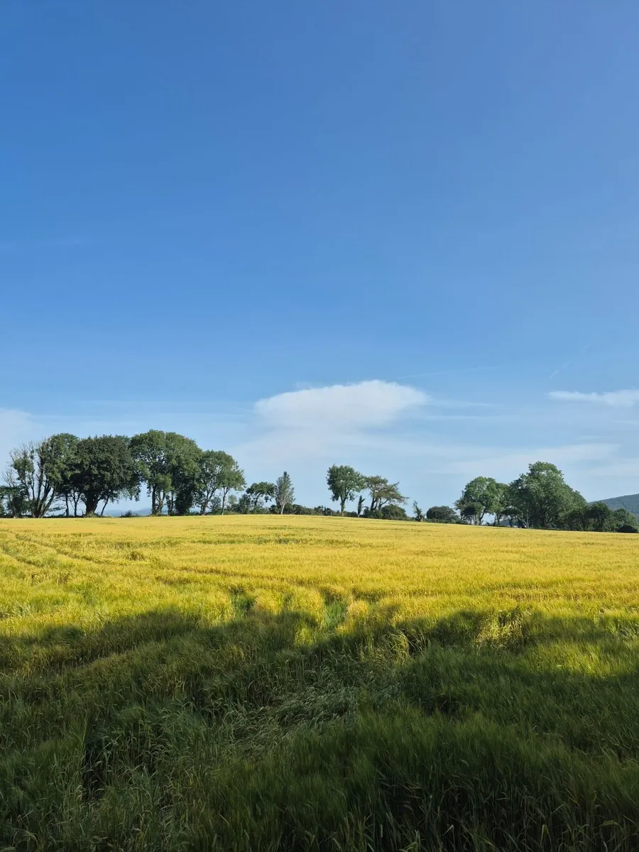 Wholecrop - Image 1