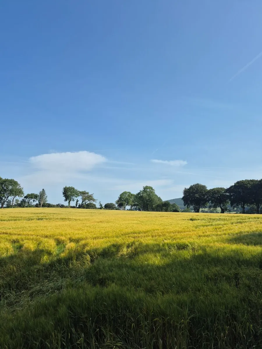 Wholecrop - Image 2