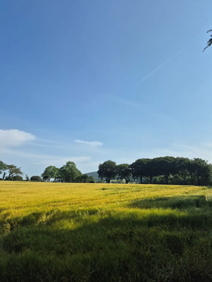 Wholecrop - Image 3