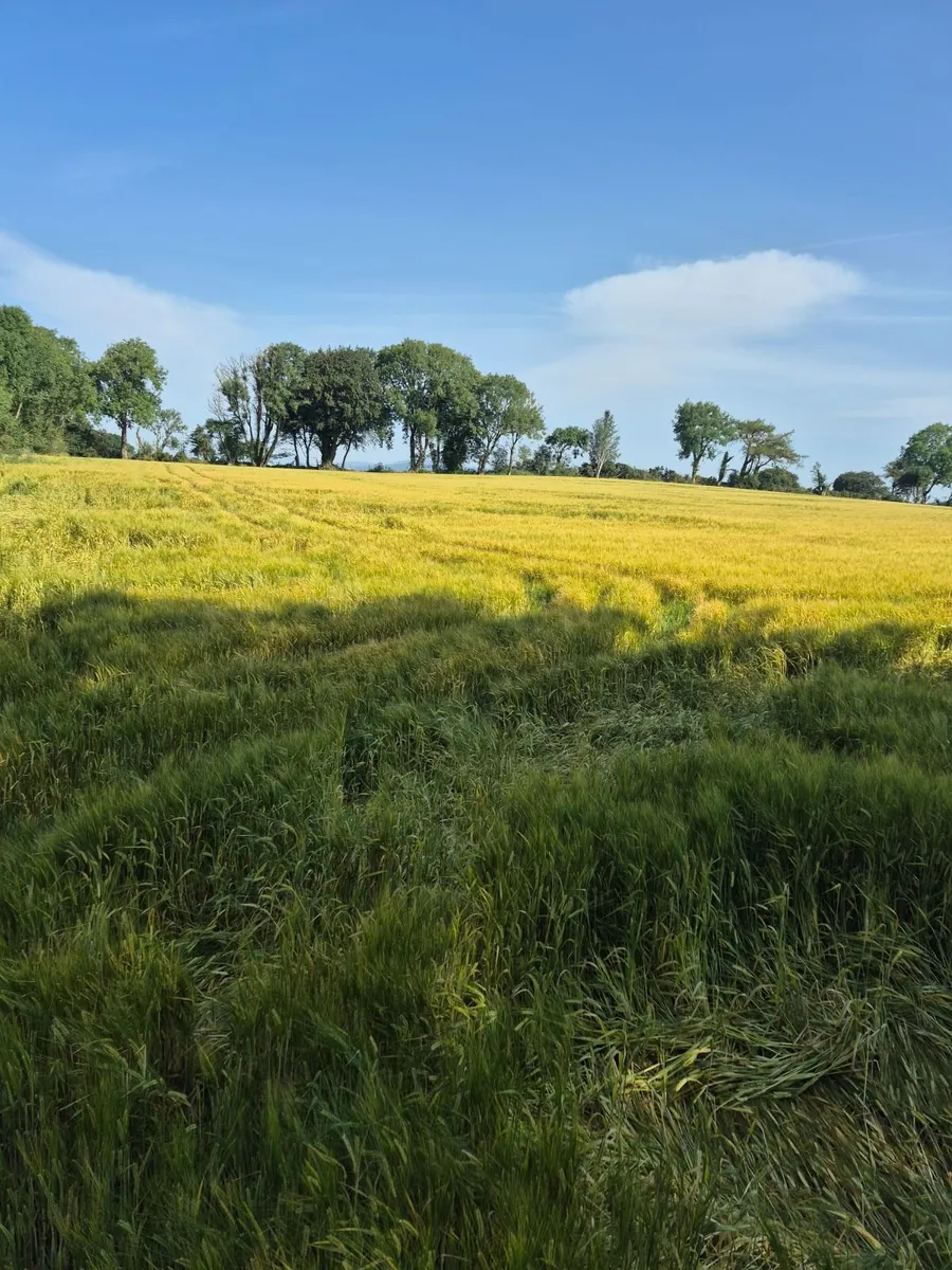 Wholecrop - Image 4
