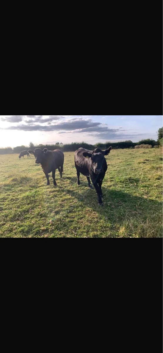 Angus heifers - Image 1