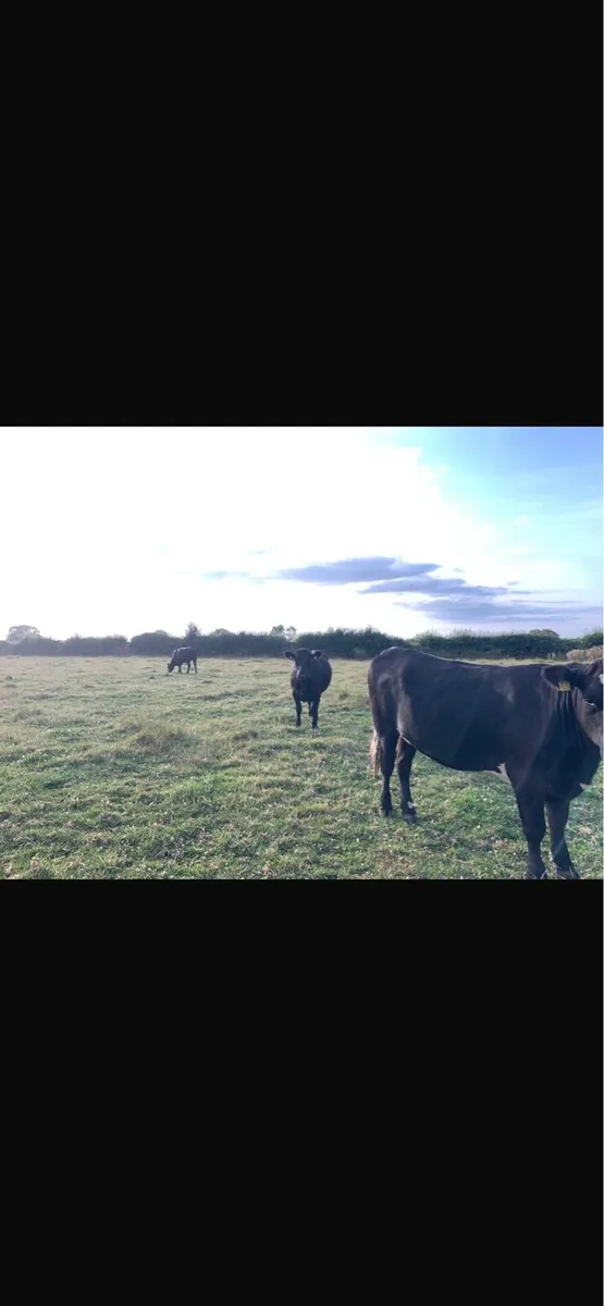 Angus heifers - Image 2