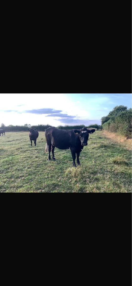 Angus heifers - Image 3